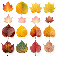 Obraz premium Set of autumn leaves on a white background of colors including yellow, orange, and brown leaves