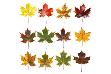 Fototapeta premium maple leaves in shades of red, orange, and yellow, forming a mesmerizing gradient of autumnal colors, isolated on white background