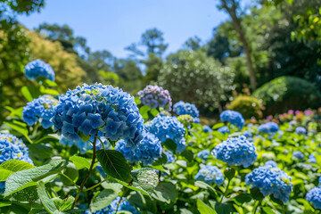 Hydrangeas in a Garden