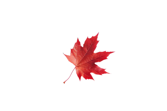 maple leaves in shades of red, orange, and yellow, forming a mesmerizing gradient of autumnal colors, isolated on white background