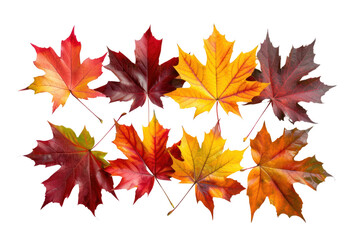 Fototapeta premium maple leaves in shades of red, orange, and yellow, forming a mesmerizing gradient of autumnal colors, isolated on white background