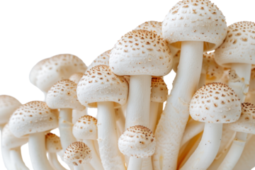 group of fresh cremini mushrooms The white hat is decorated with earthy brown specks. Isolated on a white background