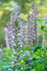 Gros plan sur des acanthes au printemps