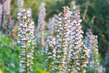 Gros plan sur des acanthes au printemps