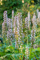 Gros plan sur des acanthes au printemps