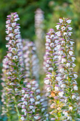 Gros plan sur des acanthes au printemps
