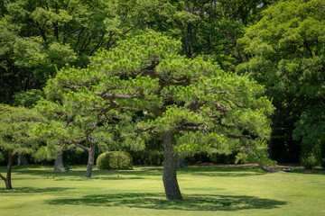 Beautiful pine trees in Japan