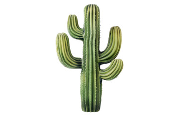 A cactus adorned , blending natural beauty with , isolated on white background