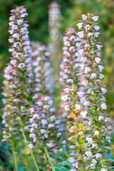 Gros plan sur des acanthes au printemps