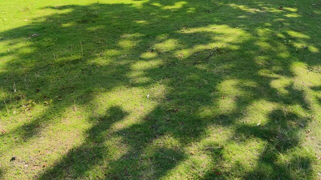 The dappled shadows of the trees on the grass