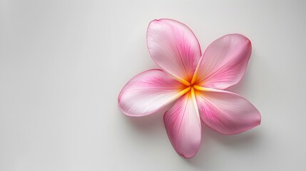 Soft and Delicate Pink Plumeria Flower Blooming in Tropical Nature