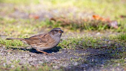 A close-up portrait of a foraging common introduced bird - Dunnock - Prunella modularis - foraging on the ground in a camping park in Queenstown, New Zealand