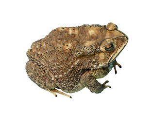 Gray toad isolated with clipping path in png file format