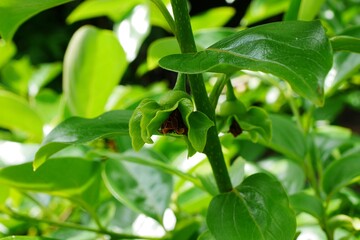 カキノキの花20240502
