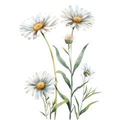 Fototapeta premium Watercolor painting of delicate daisy flowers with green stems and leaves isolated on a white background