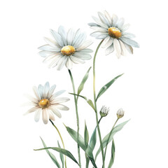 Fototapeta premium Watercolor painting of delicate daisy flowers with green stems and leaves isolated on a white background