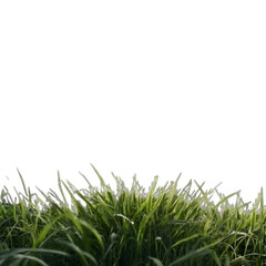 green grass isolated on white background