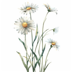 Fototapeta premium Watercolor painting of delicate daisy flowers with green stems and leaves isolated on a white background