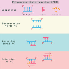 Three simple steps of polymerase chain reaction (PCR). 