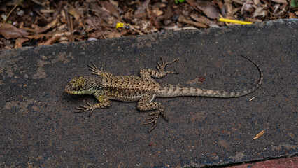 A beautiful lizard is sitting on a concrete path. A long tail. Mottled pattern on scaly skin. Thin elegant fingers of paws. View from above. Argentina.