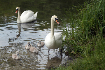 schwanenfamilie