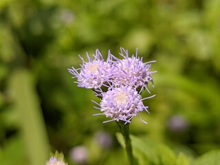 bandotan flower (Ageratum conyzoides) grows wild in the tropics