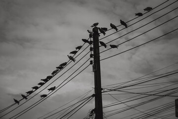 Concept of stillness and quietness, as the birds are not in motion