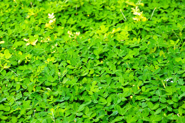 A lush green field of plants with a few small flowers. The field is full of green leaves and the plants are growing in a dense, thicket-like manner