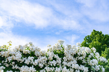 神奈川県横浜市　5月の山下公園の風景(ローズガーデン)