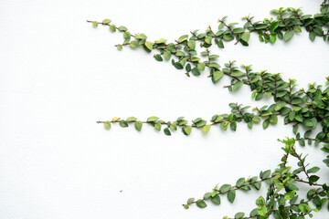 A wall covered in green vines