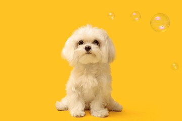 Cute Maltese dog with soap bubbles on yellow background