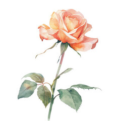 Obraz premium Watercolor illustration of a rose with delicate leaves isolated on a white background
