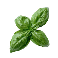Fototapeta premium Fresh Basil Leaves on Transparent Background, High-Quality Image for Culinary, Health, and Nutrition, Perfect for Cooking and Herb Projects