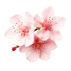 color sakura isolated on white