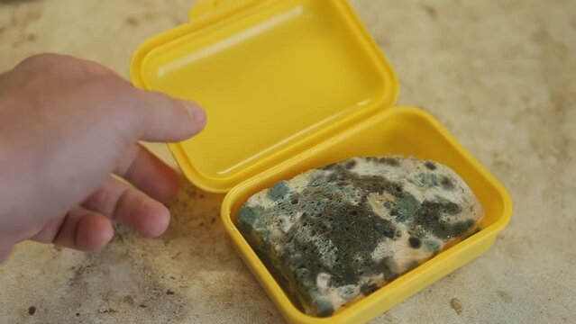  In a plastic box lies a forgotten, spoiled sandwich covered with mold. Spoiled food products. Multi-colored mold covered the bread.