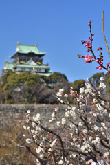 Fototapeta premium 大阪城の梅