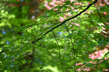 Green leaves in the forest. Lush foliage in the sunlight. Beautiful forest scene, bottom view. Background cover page. Ecology or greenery wallpaper.