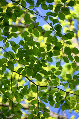 Green leaves in the forest. Lush foliage in the sunlight. Beautiful forest scene, bottom view. Background cover page. Ecology or greenery wallpaper.