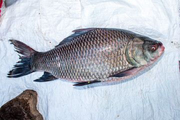 fresh water Catla ( katla ) fish in the market