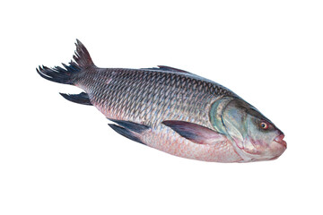 fresh water Catla ( katla ) fish. Catla fish isolated on white background