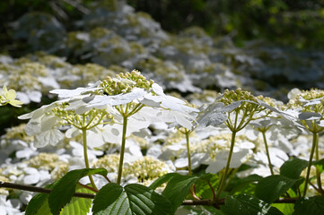 Blooming white flowers of Viburnum. An ornamental shrub in the garden. White flowers close up. Spring blossom branch of blooming tree. 