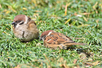 Naklejka premium 和らぎの庭のスズメ