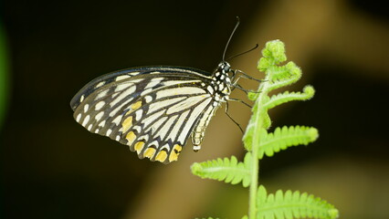 Cận cảnh bướm Papilio clytia