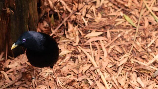 Satin Bowerbird in Leaf Litter