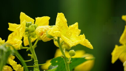 Yellow Luffa cylindrica flowers bloom in the sunlight
