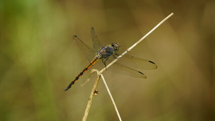 Close-up of dragonfly perched on a tree branch