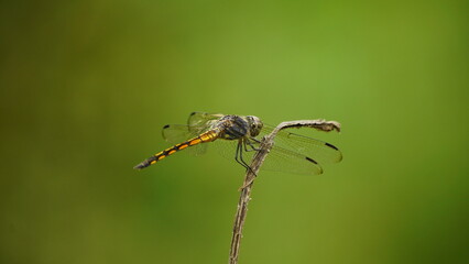 Close-up of dragonfly perched on a tree branch