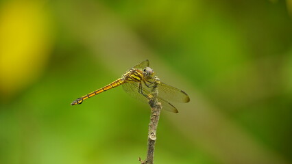 Close-up of dragonfly perched on a tree branch