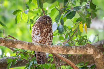 Brown Boobook or Brown Hawk-owl bird sits on a branch