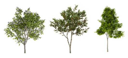 Tree set on transparent in 3D rendering die cut png
